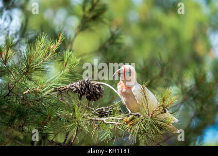 Cacatoès blanc australien assis sur arbre et manger des cônes de sapin Banque D'Images