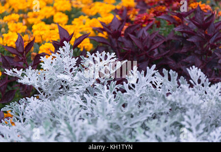 Cineraria Maritima la poussière d'argent et rouge foncé feuilles. soft focus usine Dusty Miller, arrière-plan. Banque D'Images