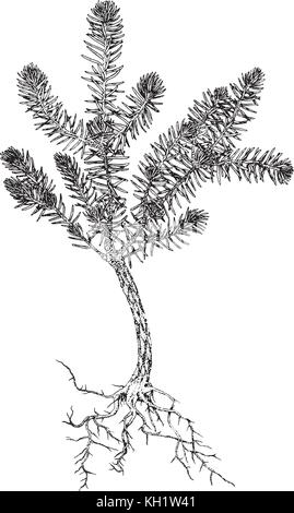 Illustration de sapins Illustration de Vecteur