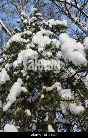 Avis aux jeunes pins couverts de neige. Faible angle de tir. Banque D'Images