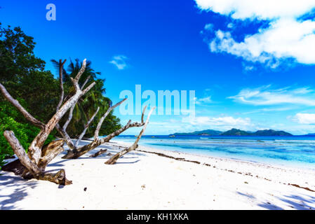 Les branches mortes blanc dans le sable blanc de la plage de l'anse sévère, la digue, seychelles Banque D'Images