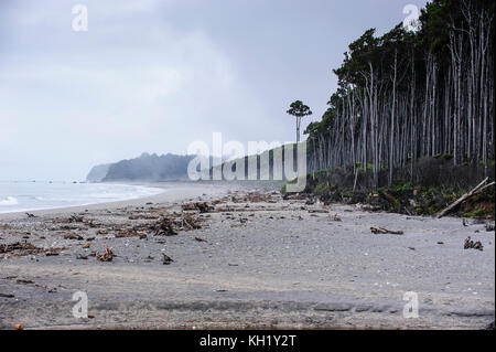 Moody beach à l'atmosphère sur la côte ouest autour de haast, île du Sud, Nouvelle-Zélande Banque D'Images