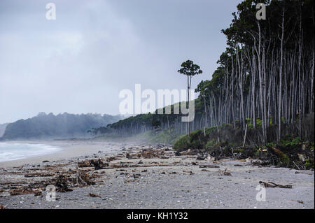 Moody beach à l'atmosphère sur la côte ouest autour de haast, île du Sud, Nouvelle-Zélande Banque D'Images