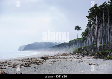 Moody beach à l'atmosphère sur la côte ouest autour de haast, île du Sud, Nouvelle-Zélande Banque D'Images