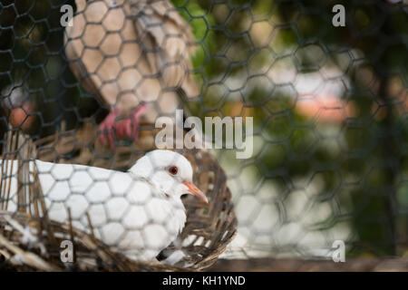 Close-up of white songbird en cage dans le centre de Java, Indonésie Banque D'Images