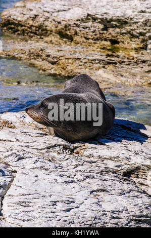 Fourrure (Callorhinus ursinus), péninsule de Kaikoura, île du Sud, Nouvelle-Zélande Banque D'Images