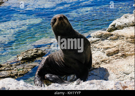 Fourrure (Callorhinus ursinus), péninsule de Kaikoura, île du Sud, Nouvelle-Zélande Banque D'Images