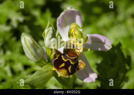 Wild l'orchidée abeille (Ophrys apifera) fleur avec triple gynostemium déformés et des anthères sur un fond vert naturel. le Portugal. Banque D'Images