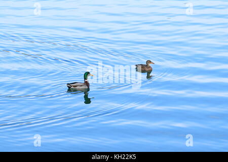 Canards sauvages Banque D'Images