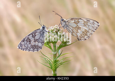 2 schachbrettfalter / western marbled white on plant Banque D'Images