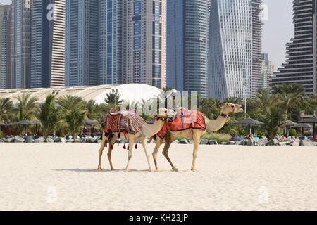 Chameaux sur la plage à Dubaï avec des bâtiments modernes à l'arrière-plan Banque D'Images