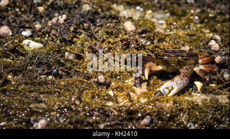 L'une des centaines de crabes qui peuvent être trouvés le long de la piste, souvent se cacher et se nourrir dans les algues des patches (sentier de la côte ouest, l'île de Vancouver, C.-B., Canada) Banque D'Images