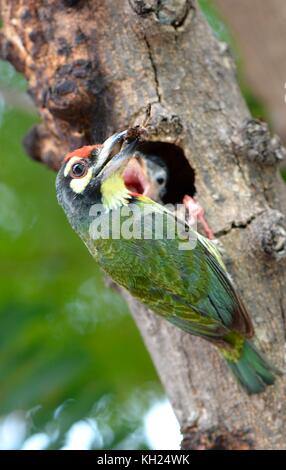 Coppersmith barbet tendant à son poussin dans le centre de Phnom Penh Banque D'Images