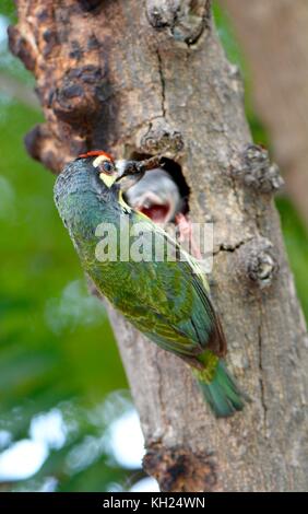 Coppersmith barbet tendant à son poussin dans le centre de Phnom Penh Banque D'Images