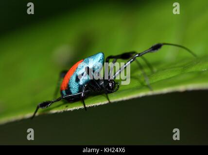 Orb weaver rouge et bleu, opadometa sarawakensis, dans sa jungle de Bornéo Banque D'Images