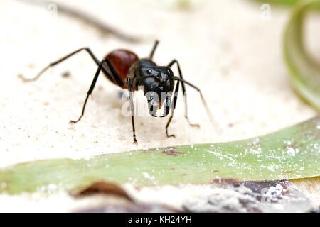 Close-up d'un géant fourmi Camponotus gigas ; dinomyrmex sp Banque D'Images