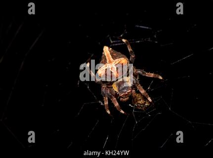 Orb Web abandonnés weaver parawixia dehaani avec les proies Banque D'Images