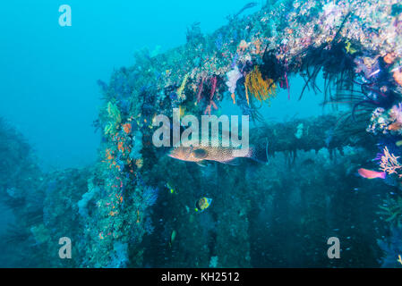 Mérou et récif de poissons avec corail doux. Owase, Mie, Japon Banque D'Images