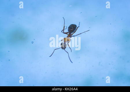 Ant la flotte close-up insecte macro vert feuille Banque D'Images