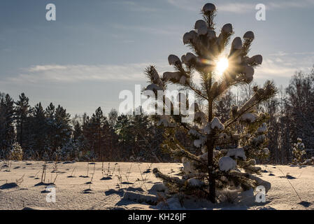 Vue panoramique avec un petit sapin avec le soleil et la neige sur les branches sur l'arrière-plan de la belle forêt enneigée Banque D'Images