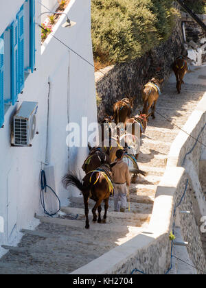 Des ânes sur le chemin vers le bas à partir de la ville de Théra au vieux port, pour aller chercher les touristes pour le prochain trajet en haut la Scala, l'île de Santorin, Cyclades, Mer Égée, Grèce Banque D'Images