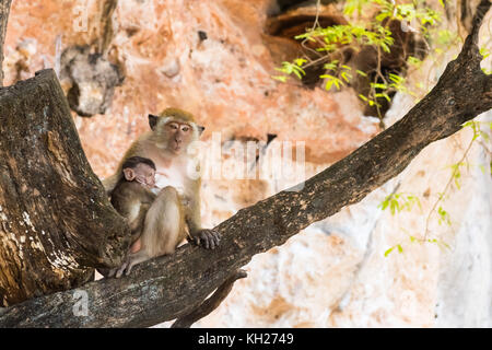 Mère avec enfant macaque sur arbre. Deux monkey Banque D'Images