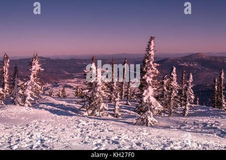 D'hiver panoramique vue d'en haut avec un lever de soleil rose, Epicéa avec de la neige sur les branches et les amoncellements de neige sur un fond de montagnes Banque D'Images