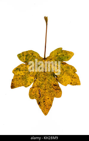 Gros plan d'une feuille d'érable sur le terrain montrant la couleur en automne sur un fond blanc. Banque D'Images