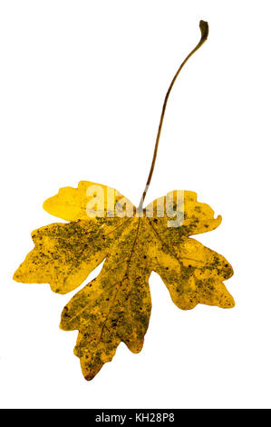 Gros plan d'une feuille d'érable sur le terrain montrant la couleur en automne sur un fond blanc. Banque D'Images