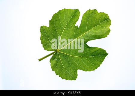 Gros plan d'une seule feuille de vigne verte contre un fond blanc Banque D'Images