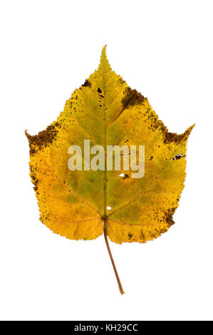 Gros plan d'une feuille d'érable snakebark montrant automne couleur sur fond blanc Banque D'Images