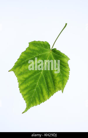 Close up d'une feuille d'érable snakebark contre un fond uni Banque D'Images