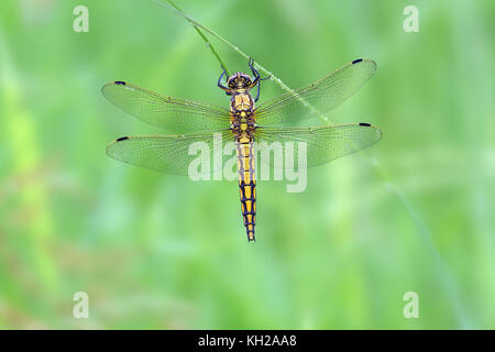 Großer blaupfeil (weibchen)/black-tailed skimmer (Orthetrum cancellatum (femelle)) Banque D'Images