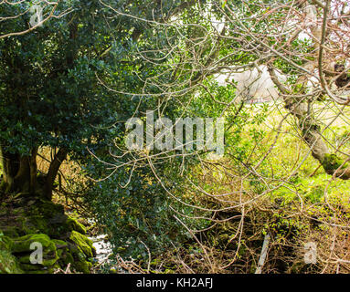 Branches sèches et de pierres avec moss green trees overgrown anda river Banque D'Images