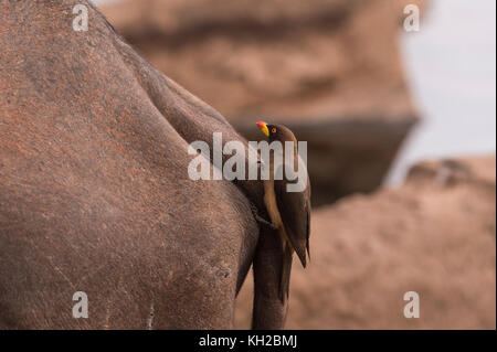 Oxpecker à blelette jaune (Buphagus africanus) sur le cap Buffalo (Syncerus caffer) Banque D'Images