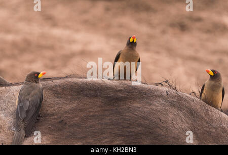 Noisettes à feuilles jaunes (Buphagus africanus) sur le cap Buffalo (Syncerus caffer) Banque D'Images