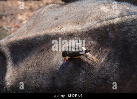 Oxpecker à blelette jaune (Buphagus africanus) prélèvement de sang d'une plaie sur le dos d'un Buffalo du Cap (Syncerus caffer) Banque D'Images