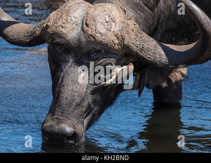 Oxpecker à blelette jaune (Buphagus africanus) essayant de nettoyer l'oreille d'un Cape Buffalo (Syncerus caffer) Banque D'Images