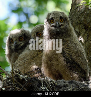 La hibou de l'aigle eurasien ( Bubo bubo ) jeunes poussins, chouettes, assis / debout dans leur nid haut dans un arbre, regardant et appelant, semble drôle, la faune Banque D'Images