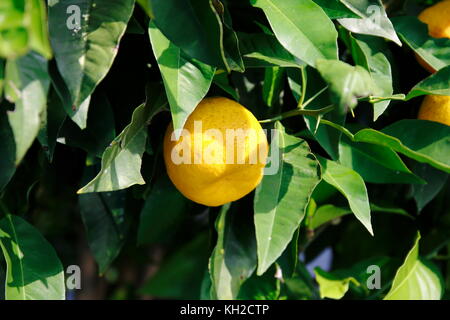 Zitrone, Limone, limette, am Baum Banque D'Images