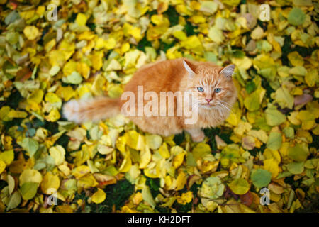 Gingembre Cute cat sitting sur tapis de feuilles d'automne. Banque D'Images