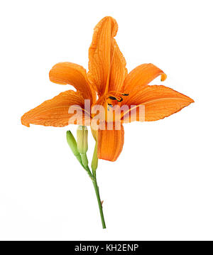 De belles fleurs de lys orange isolé sur fond blanc. clipping path Banque D'Images