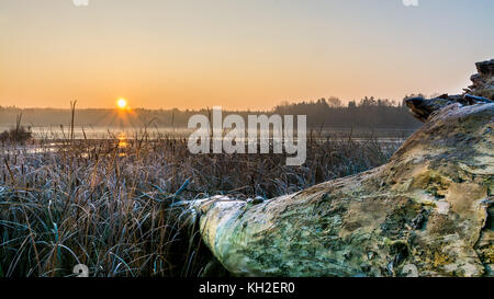 Lever de soleil sur un étang avec Misty tronc d'arbre couché au premier plan. matin avec de l'herbe gelée blanche sur les rives du lac et du soleil avec des rayons sur l'eau. Banque D'Images