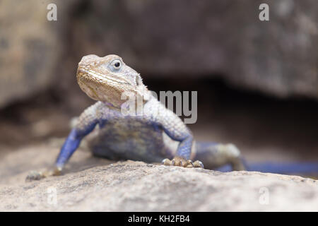 À tête plate de mwanza agama rock, le parc national du Serengeti, Tanzanie. Banque D'Images