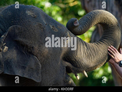 Bébé éléphant libre avec trunk panneaux Banque D'Images