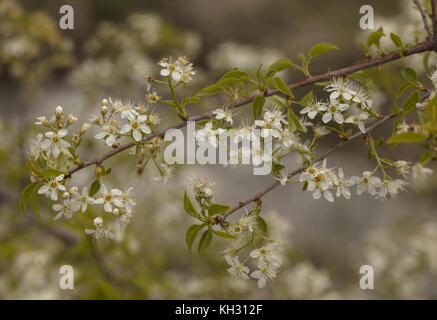 St Lucie cerisier, Prunus mahaleb, cerisier mahaleb, St Lucie's cherry, Banque D'Images