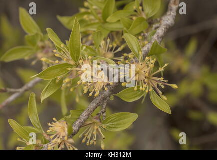 Cherry en cornaline, Cornus mas, à la baisse des fleurs et premières feuilles au début du printemps, après la neige et le gel. Banque D'Images