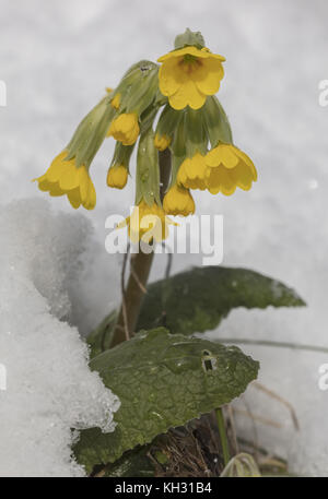 Coucou bleu, Primula veris, la floraison après tempête du printemps. Banque D'Images
