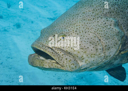 Goliath Grouper, Epinephelus itajara, espèce en voie de disparition, les Keys de Floride Banque D'Images