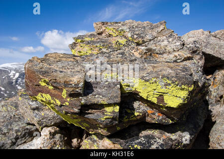 Lichens sur rock à 12 110 pieds d'altitude, de roche, Rocky Mountain National Park, Colorado Banque D'Images